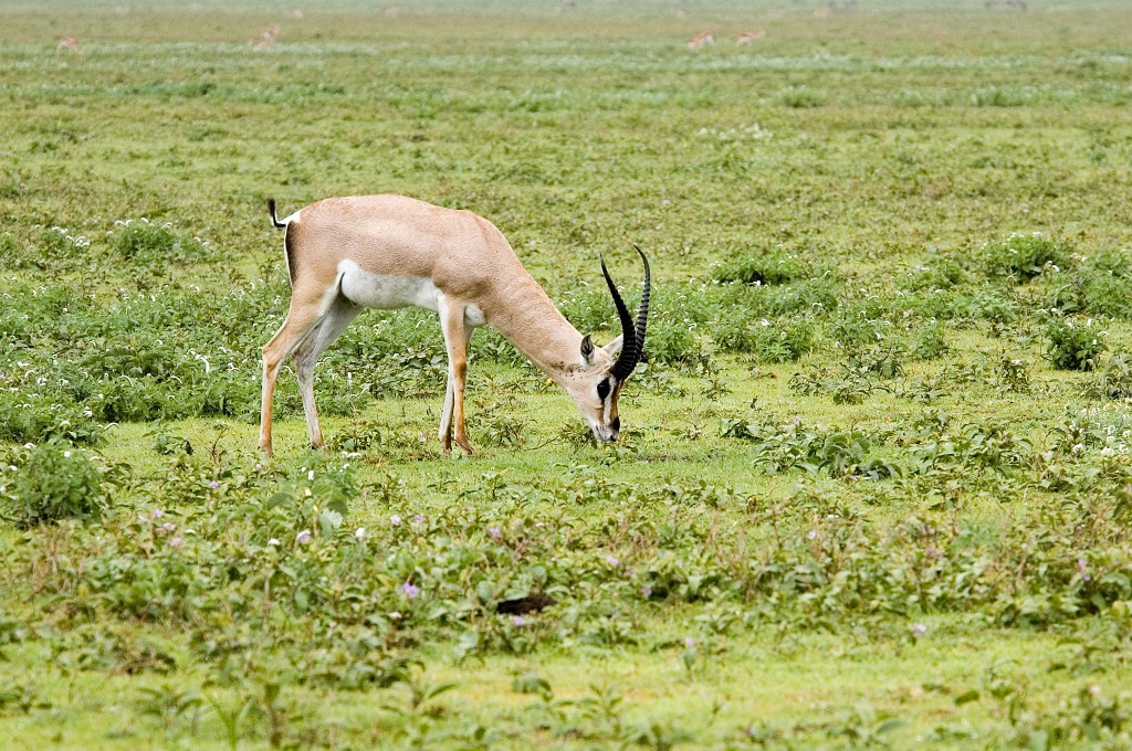 Ndutu Grant Gazelle00.jpg - Grant’s Gazelle (Gazella granti), Tanzania March 2006